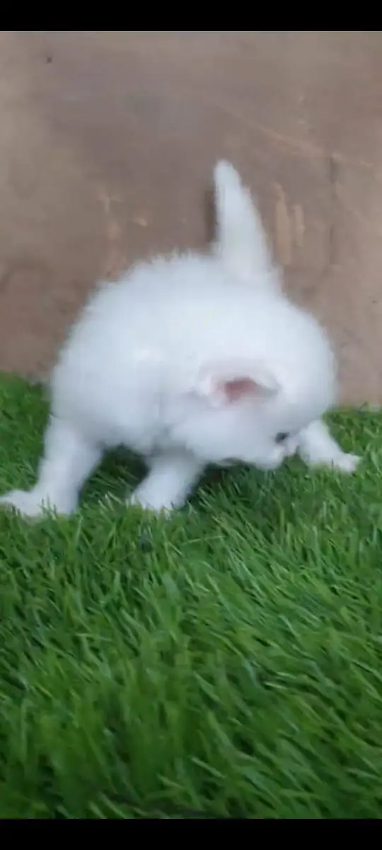 Persian cat for sale male or female my WhatsApp309=52=38=470 — photo 2