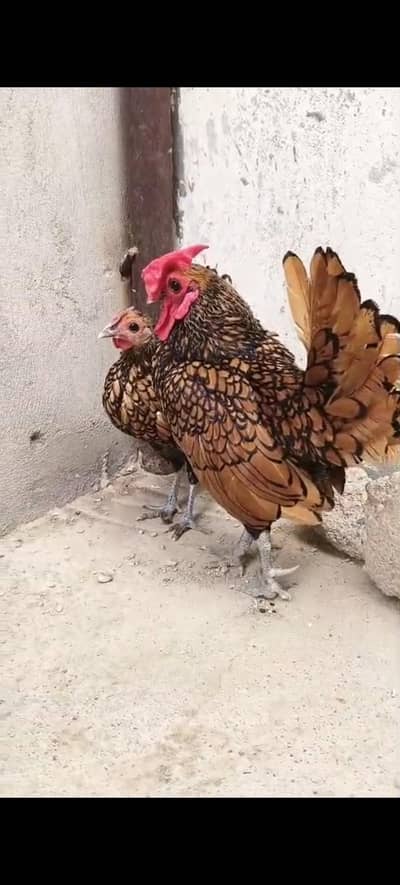 Golden sebright pair