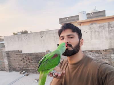 Talking Raw parrot