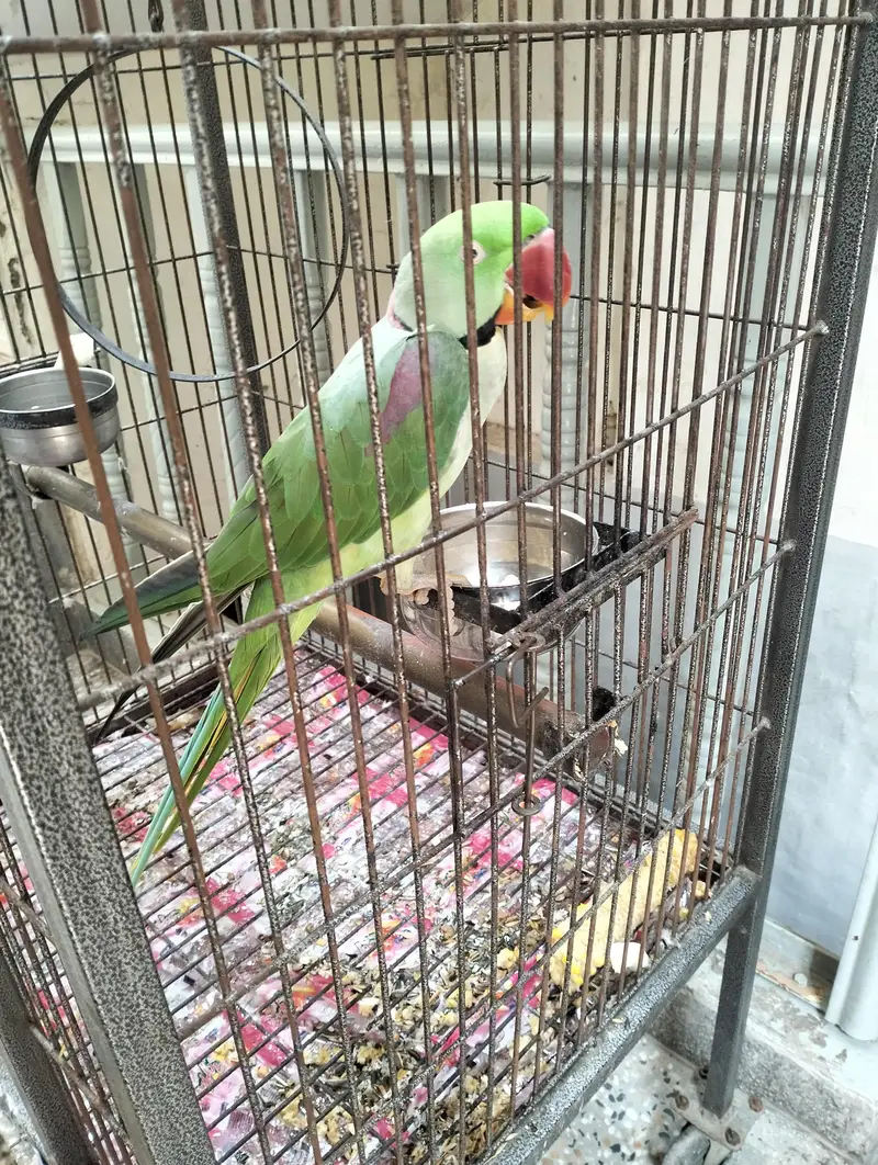 Talking Raw parrot — photo 2