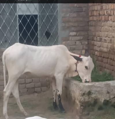 Fatehjungi cow