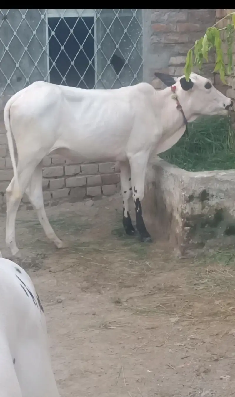Fatehjungi cow — photo 2