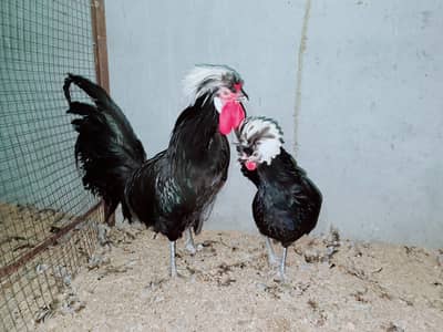 Fancy chicks Brahama,Polish, Heavy Buff, Sebright, Silkie 0300-8941001