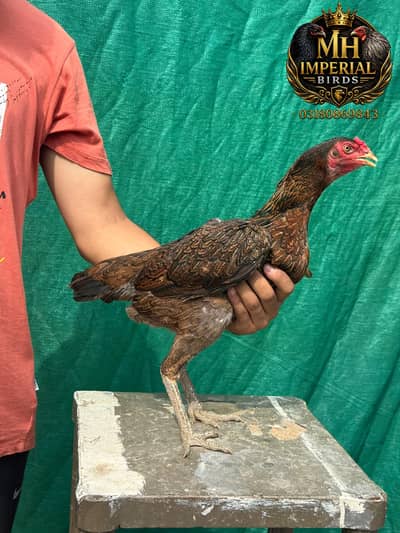 HINT X BURMI FEMALE AVAILABLE