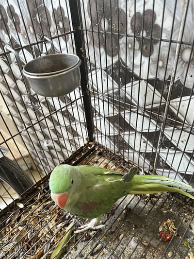 All ok female for sale