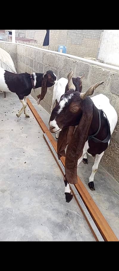 Set up for sale. Pateri nsl Maa bche.