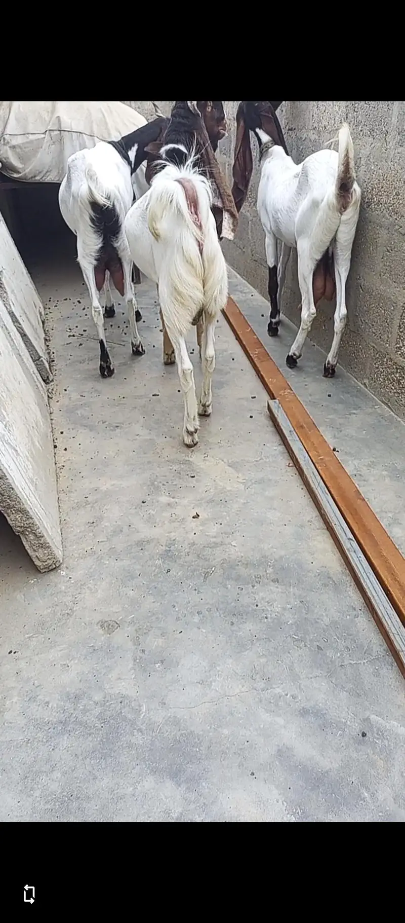 Set up for sale. Pateri nsl Maa bche. — photo 2