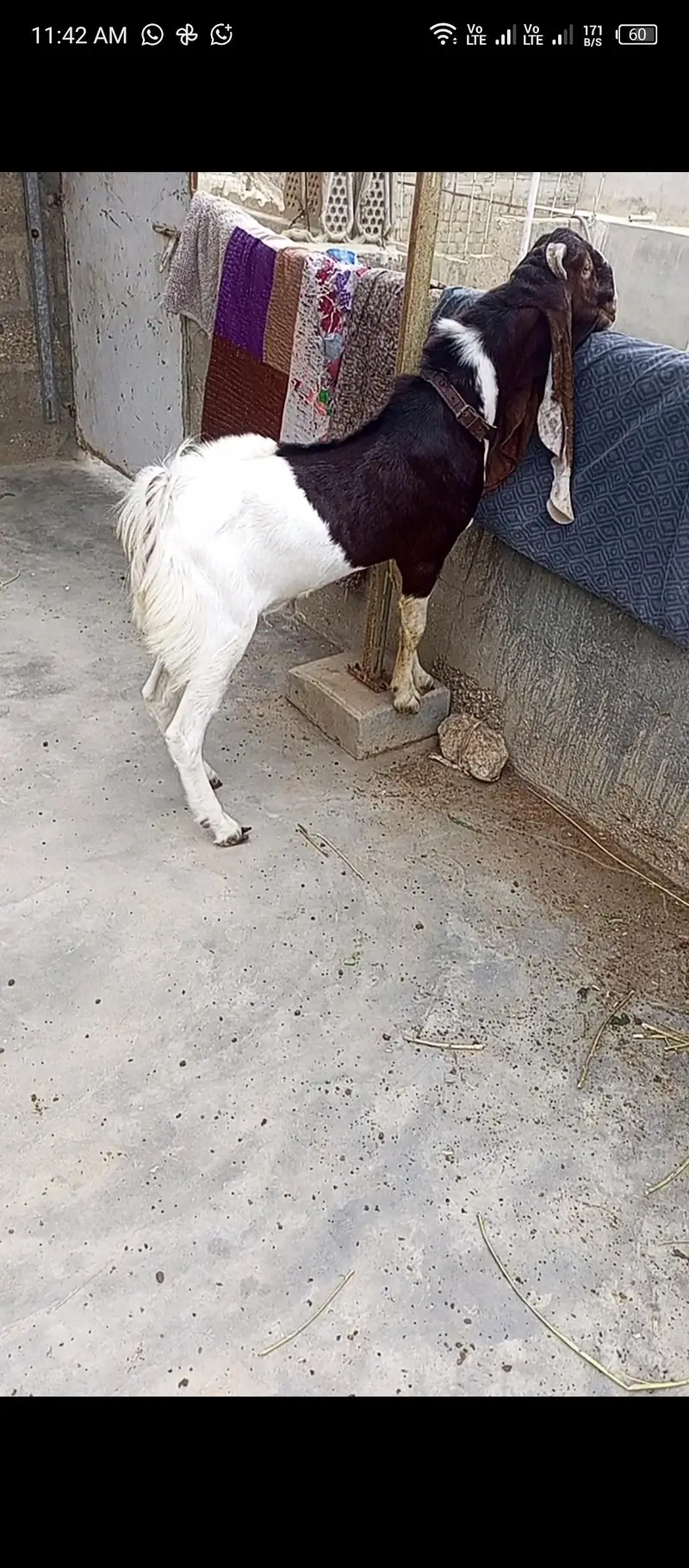 Set up for sale. Pateri nsl Maa bche. — photo 3