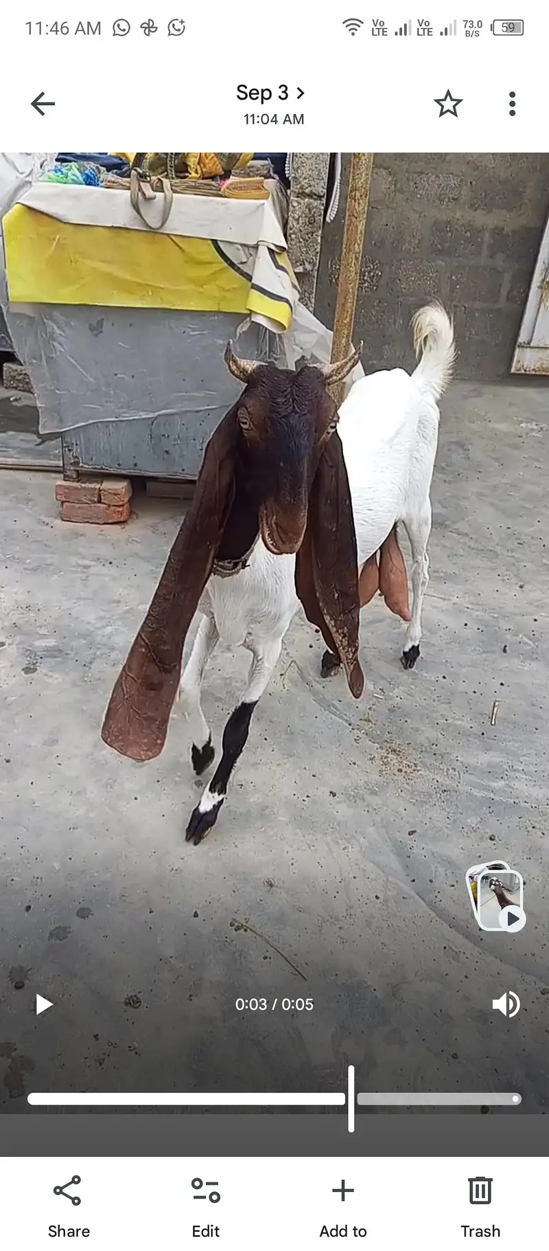 Set up for sale. Pateri nsl Maa bche. — photo 5
