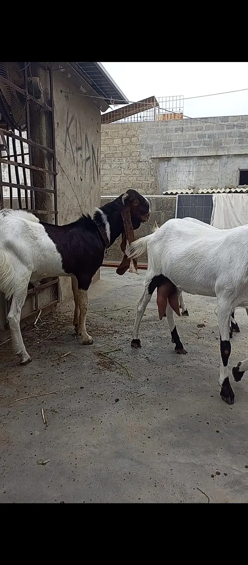 Set up for sale. Pateri nsl Maa bche. — photo 6