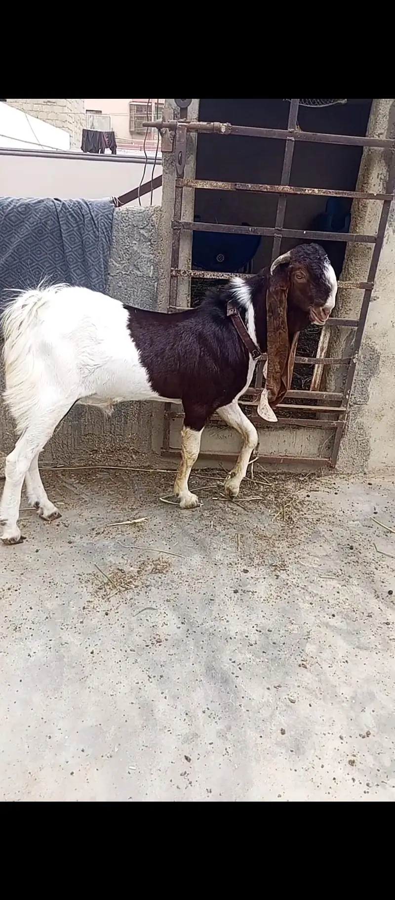 Set up for sale. Pateri nsl Maa bche. — photo 7