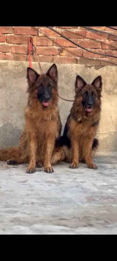 German shepherd pair