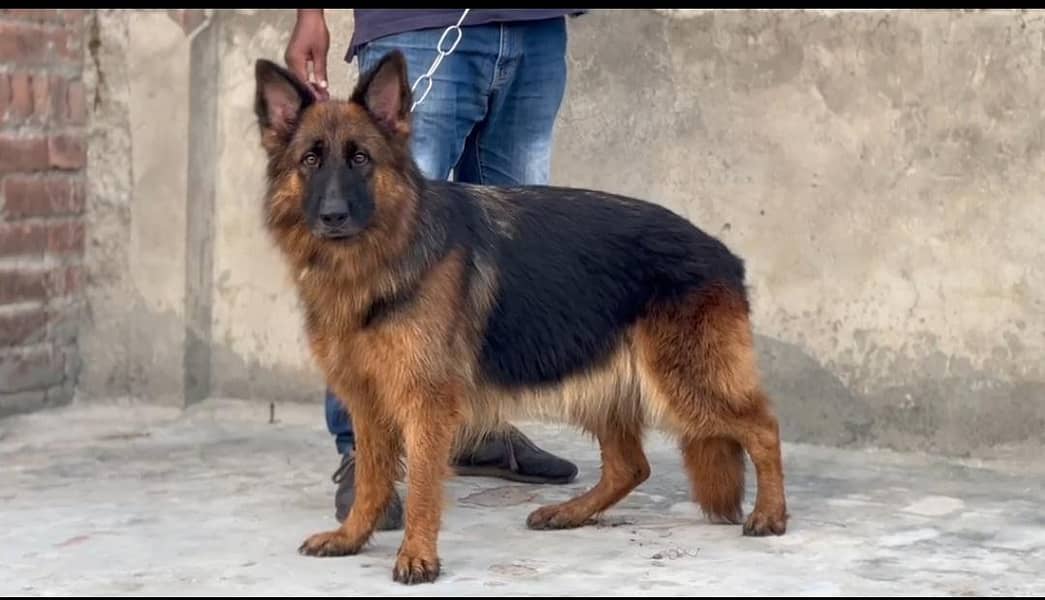 German shepherd pair 1