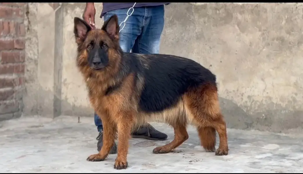 German shepherd pair — photo 2