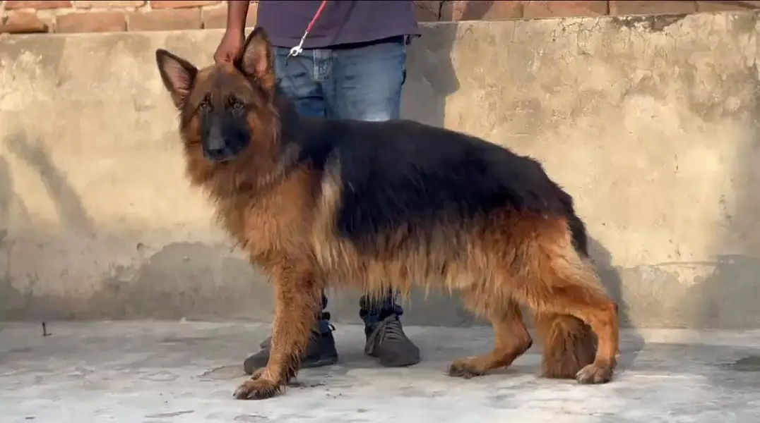 German shepherd pair — photo 3