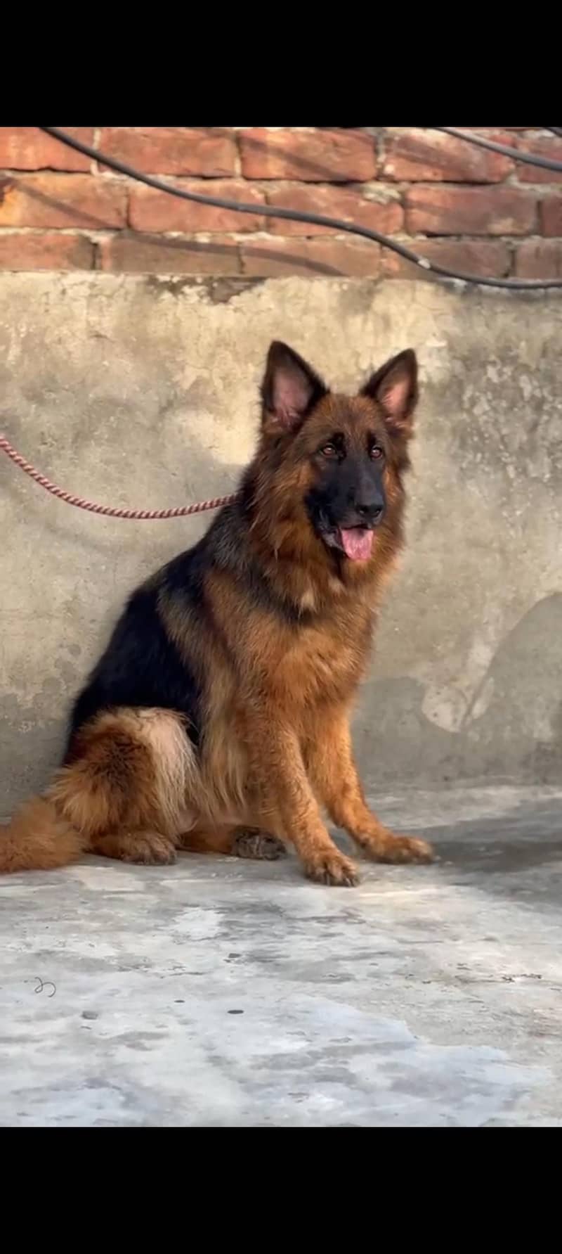 German shepherd pair 3