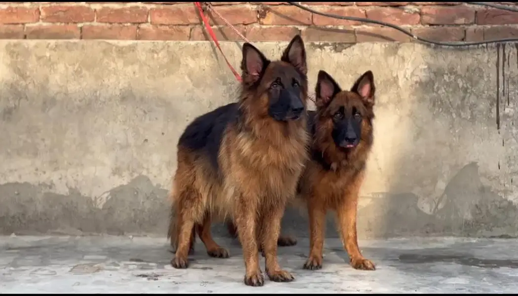German shepherd pair — photo 5