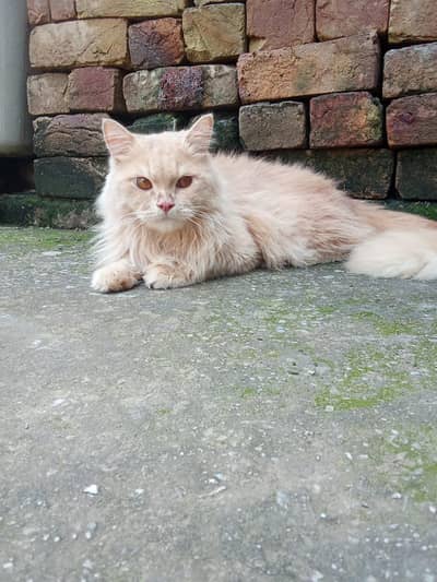 cat looking for new shelter