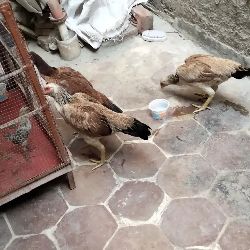 yng hen andon pr tyar — photo 7