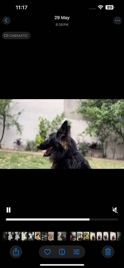 GSD male German Shepherd