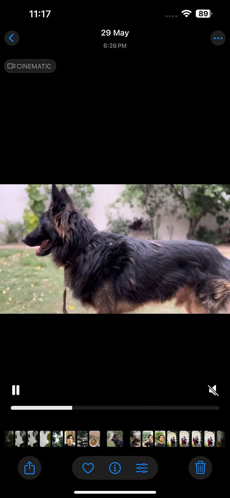 GSD male German Shepherd — photo 2