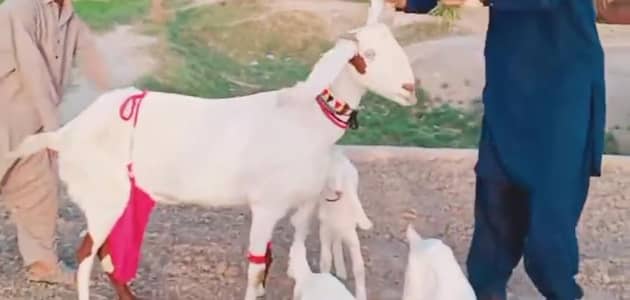 3 Bacchon Ka Sath Desi Bakri For Sale call &_03203194073