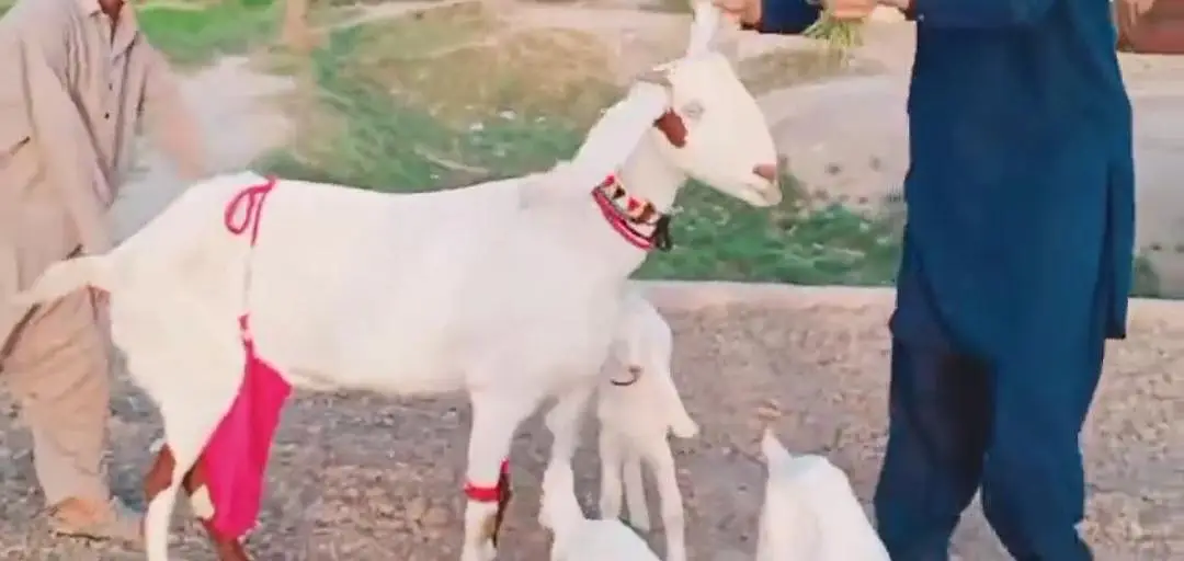 3 Bacchon Ka Sath Desi Bakri For Sale call &_03203194073 — photo 2