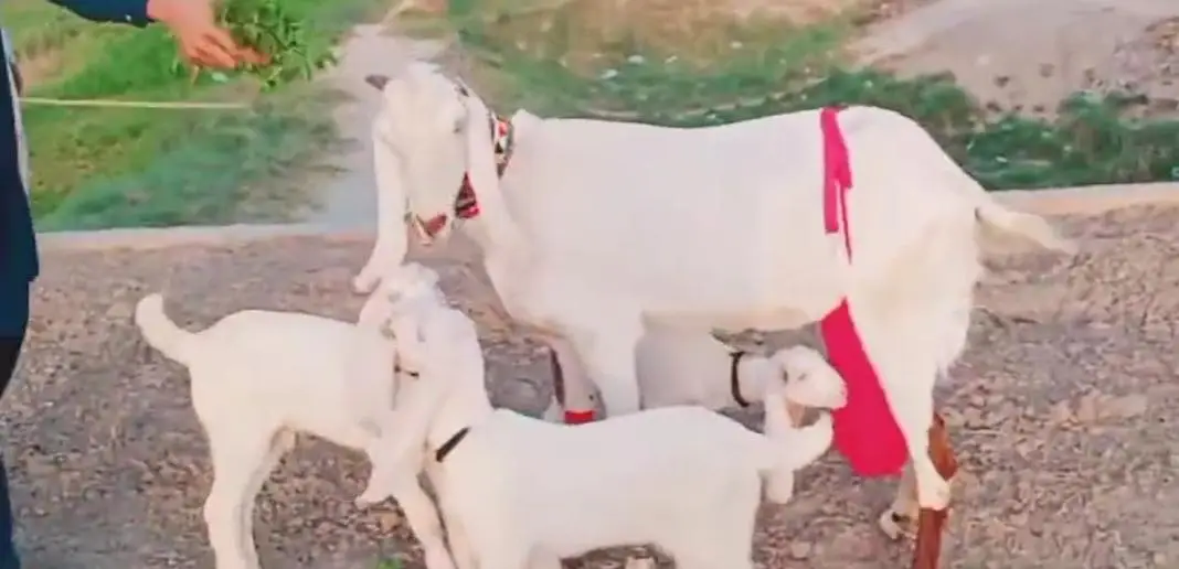 3 Bacchon Ka Sath Desi Bakri For Sale call &_03203194073 — photo 3