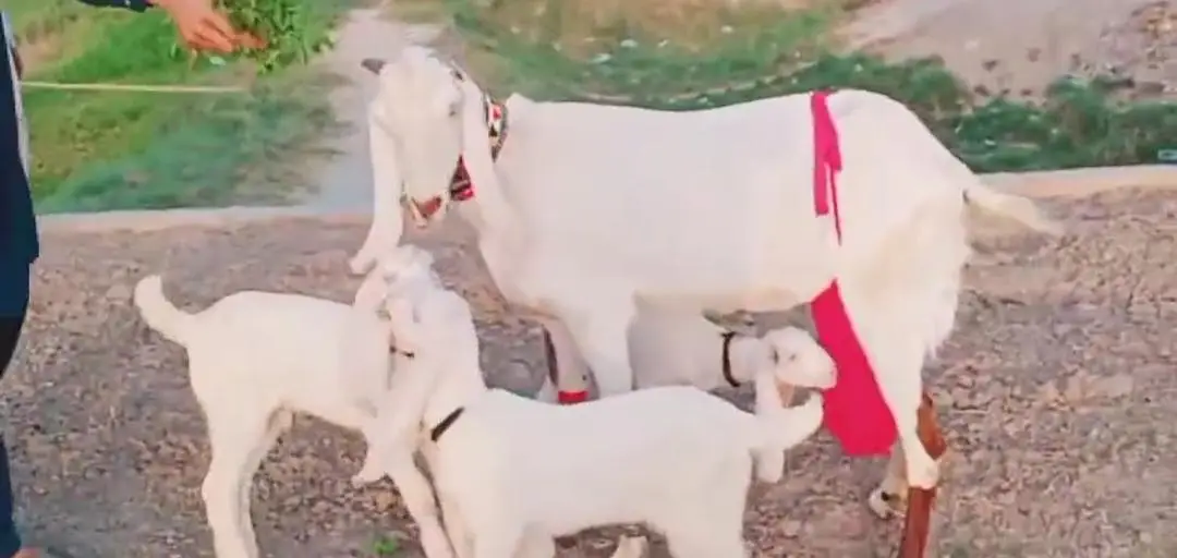 3 Bacchon Ka Sath Desi Bakri For Sale call &_03203194073 — photo 4