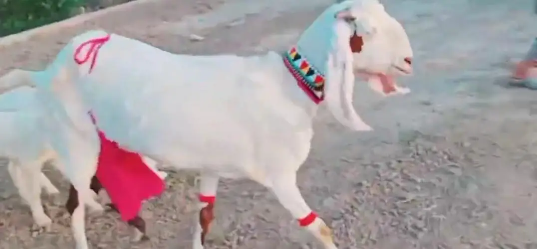 3 Bacchon Ka Sath Desi Bakri For Sale call &_03203194073 — photo 6
