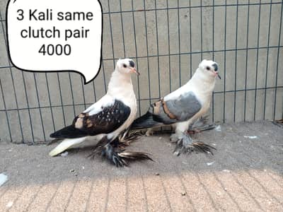 fancy pigeon | kabutar| Jacobin|  frillback saddle | amarican fantail|
