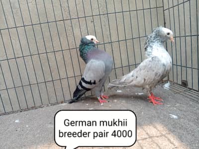 fancy pigeon | kabutar| Jacobin|  frillback saddle | amarican fantail|