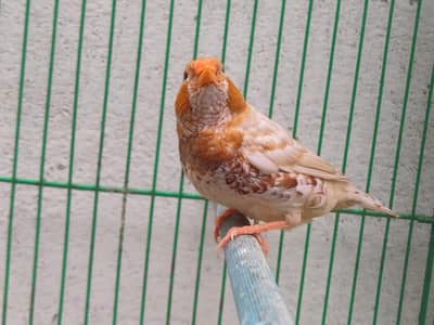Orange Finches
