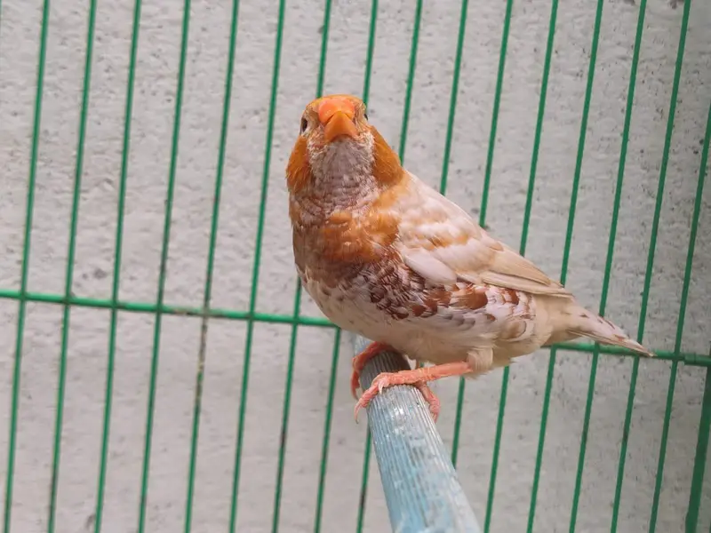 Orange Finches