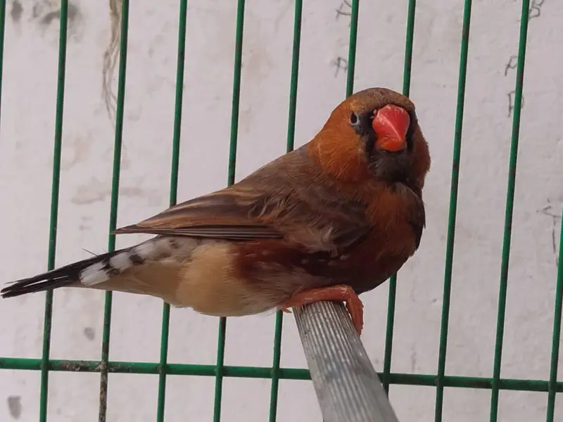 Orange Finches — photo 2