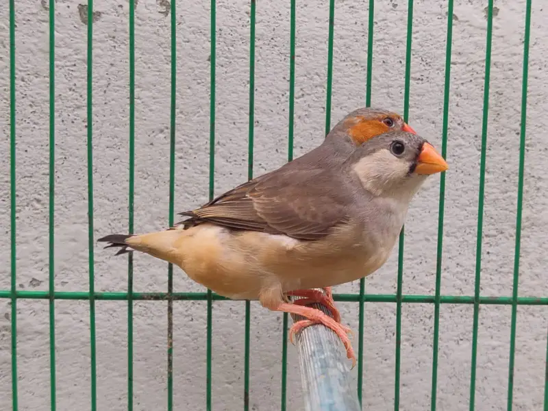 Orange Finches — photo 3