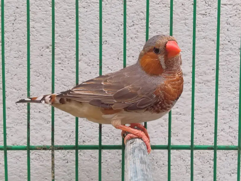 Orange Finches — photo 4