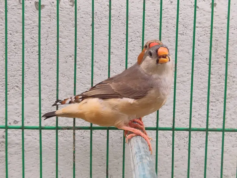 Orange Finches — photo 5