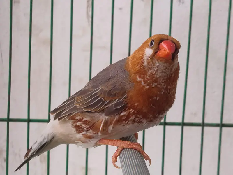 Orange Finches — photo 6