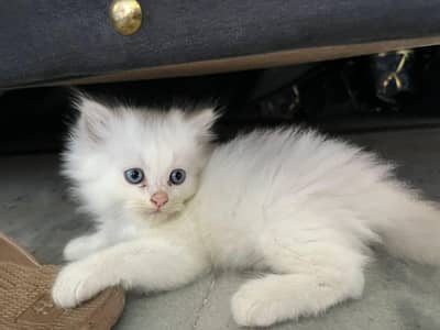 persian kitten available triple coated