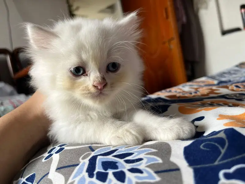 persian kitten available triple coated — photo 2