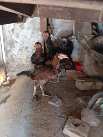 Aseel pathy pathian for sale pr peace 5000