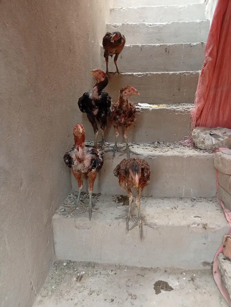 Aseel pathy pathian for sale pr peace 5000 — photo 2