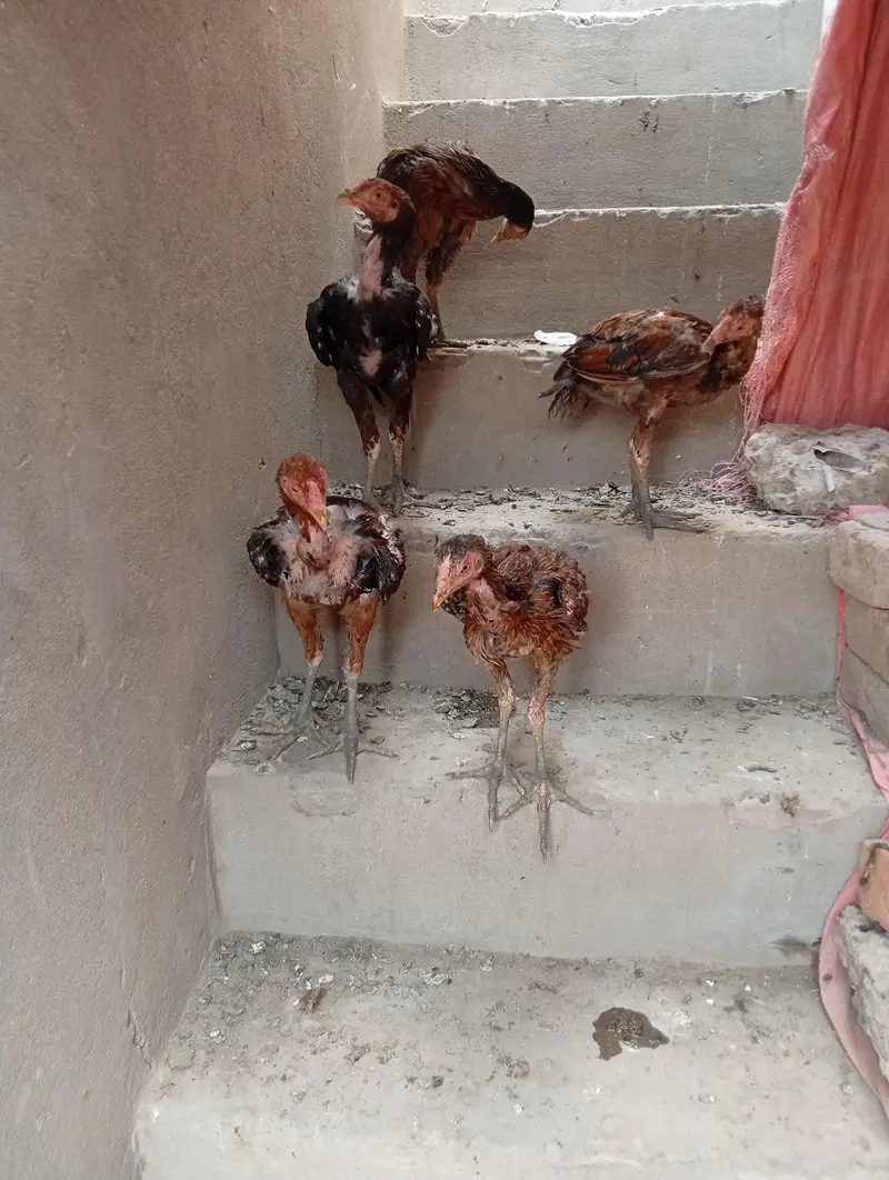 Aseel pathy pathian for sale pr peace 5000 — photo 3