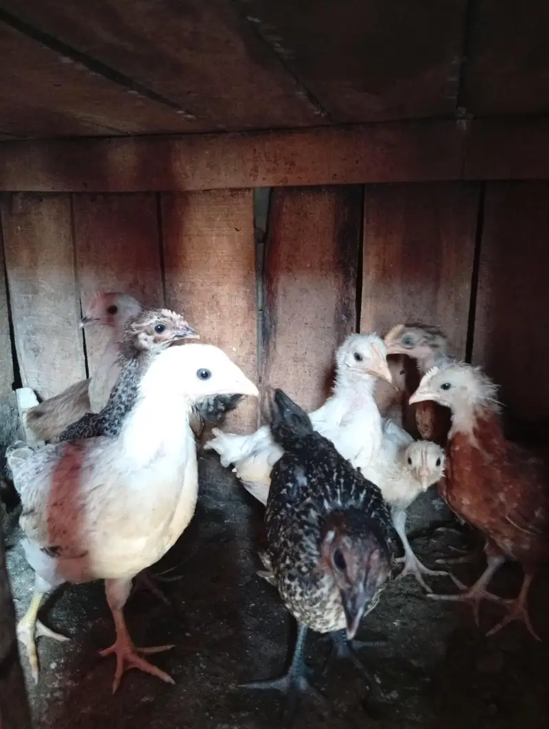 Aseel pathy pathian for sale pr peace 5000 — photo 4