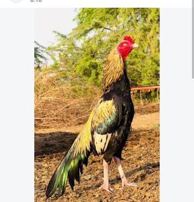Sale your desi and aseel birds on reasonable price