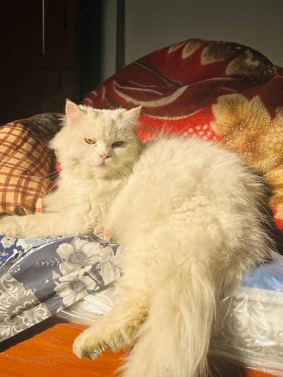 breeder persian cat female doll face available