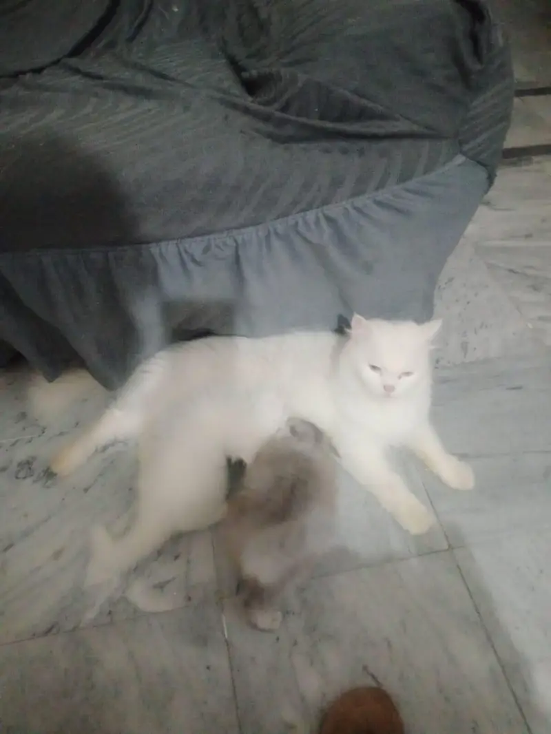 breeder persian cat female doll face available — photo 2