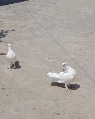 Pure White Mukhi Pair & Sentient Chick