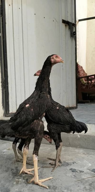Pure Black Japanese Shamo Triset